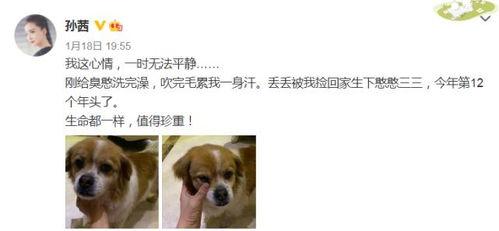 娱乐圈吃瓜小狗小说免费阅读